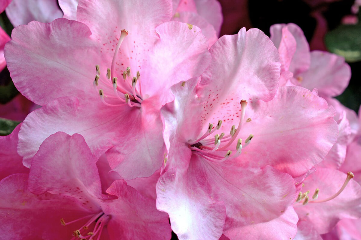 Rhododendron mit rosafarbener Blüte