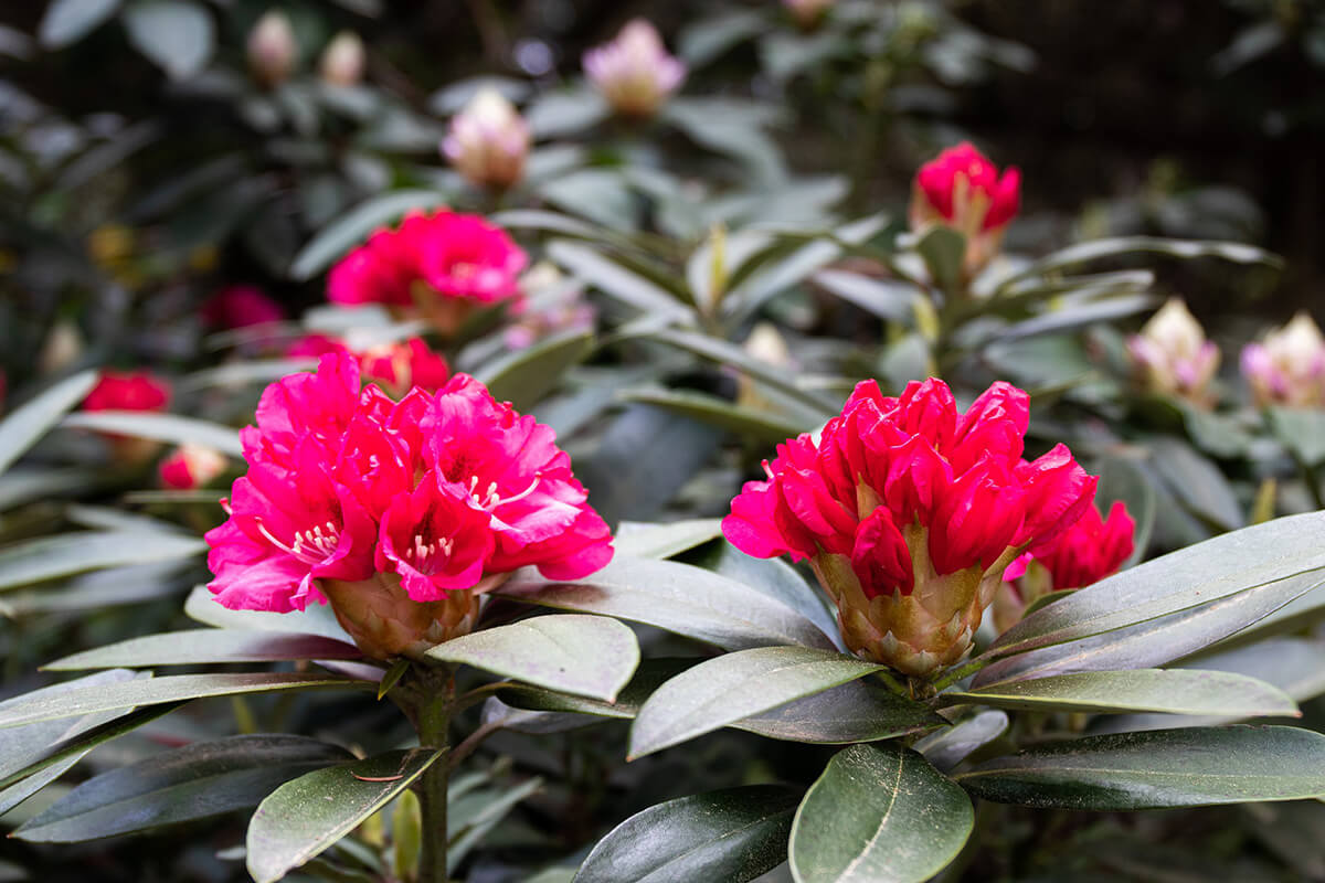 Rhododendron mit roter Blüte