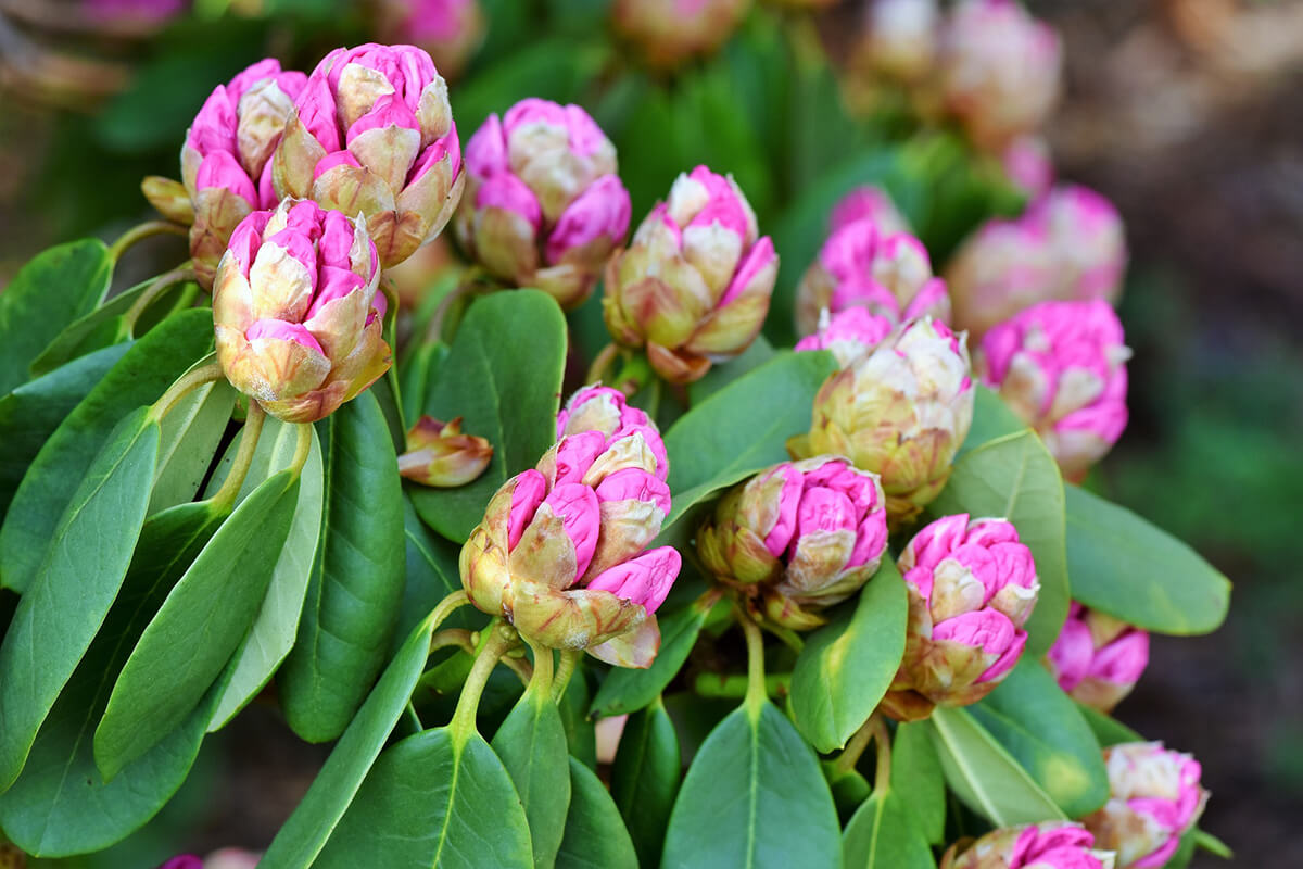 Geschlossene Blüte am Rhododendron