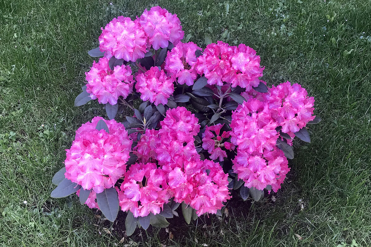 Mini-Rhododendron