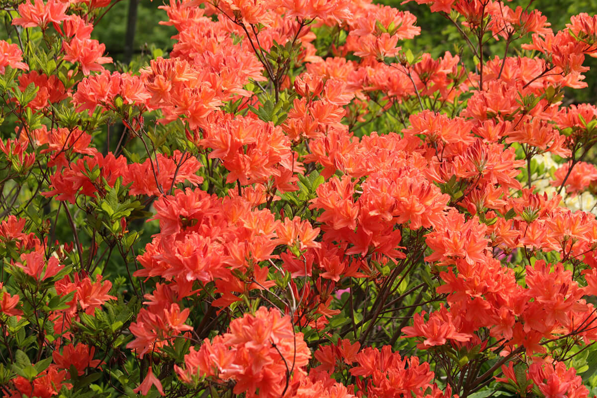 Rhododendron in Orangerot
