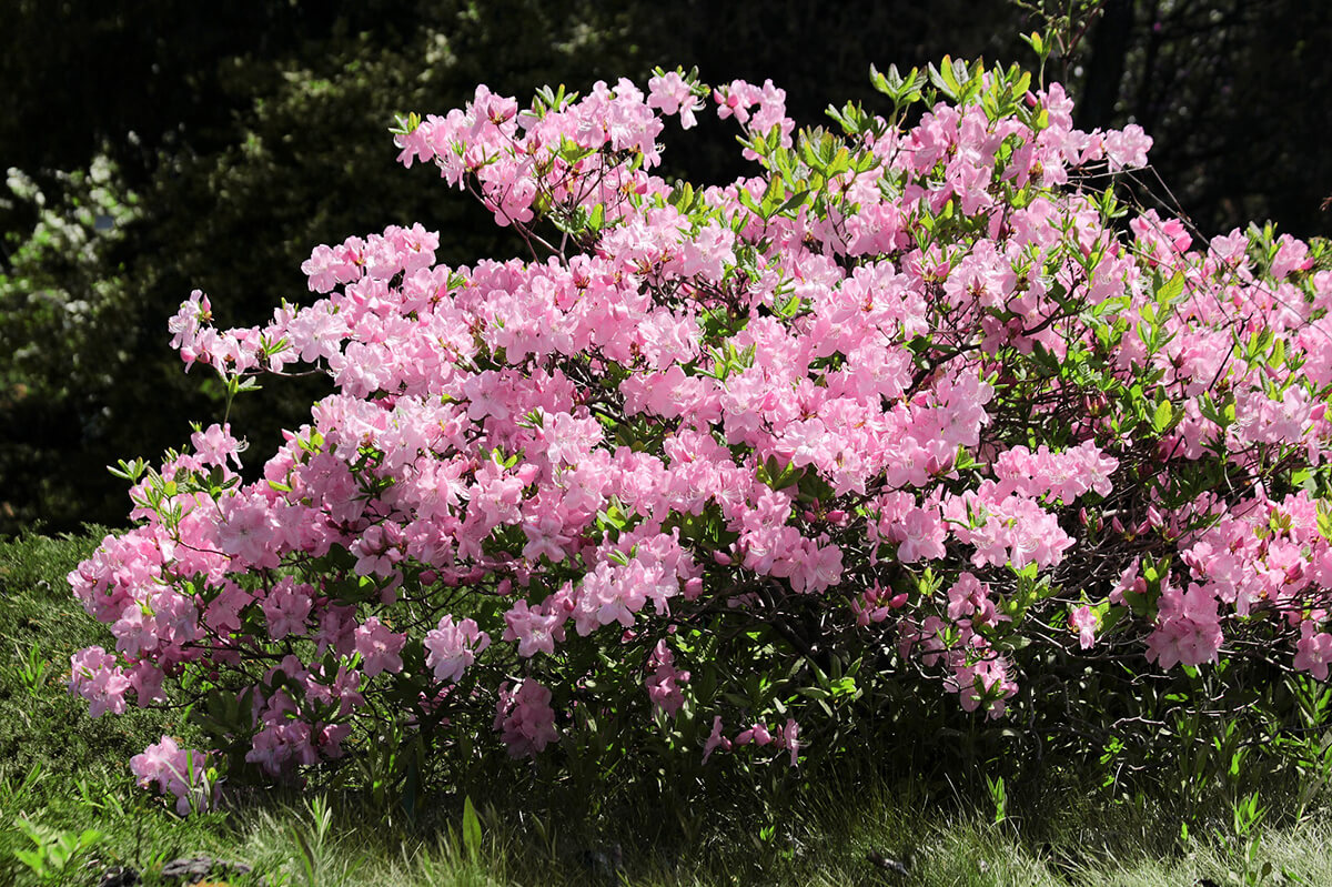 Rhododendron in Zartrosa