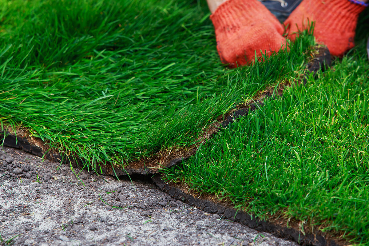 Rollrasen zeitnah und frisch verlegen