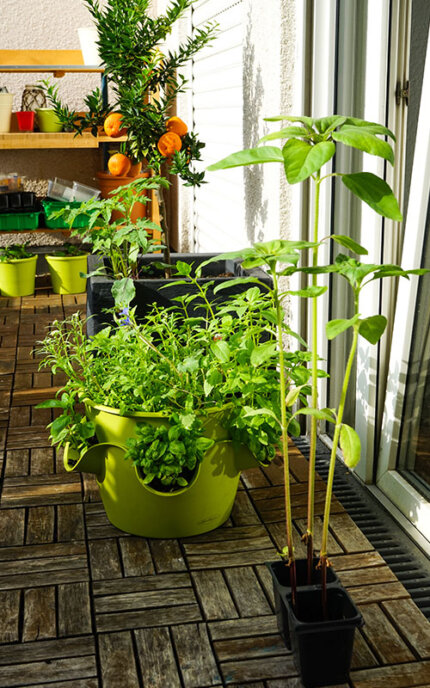 Pflanzgefäße zum Gemüseanbau