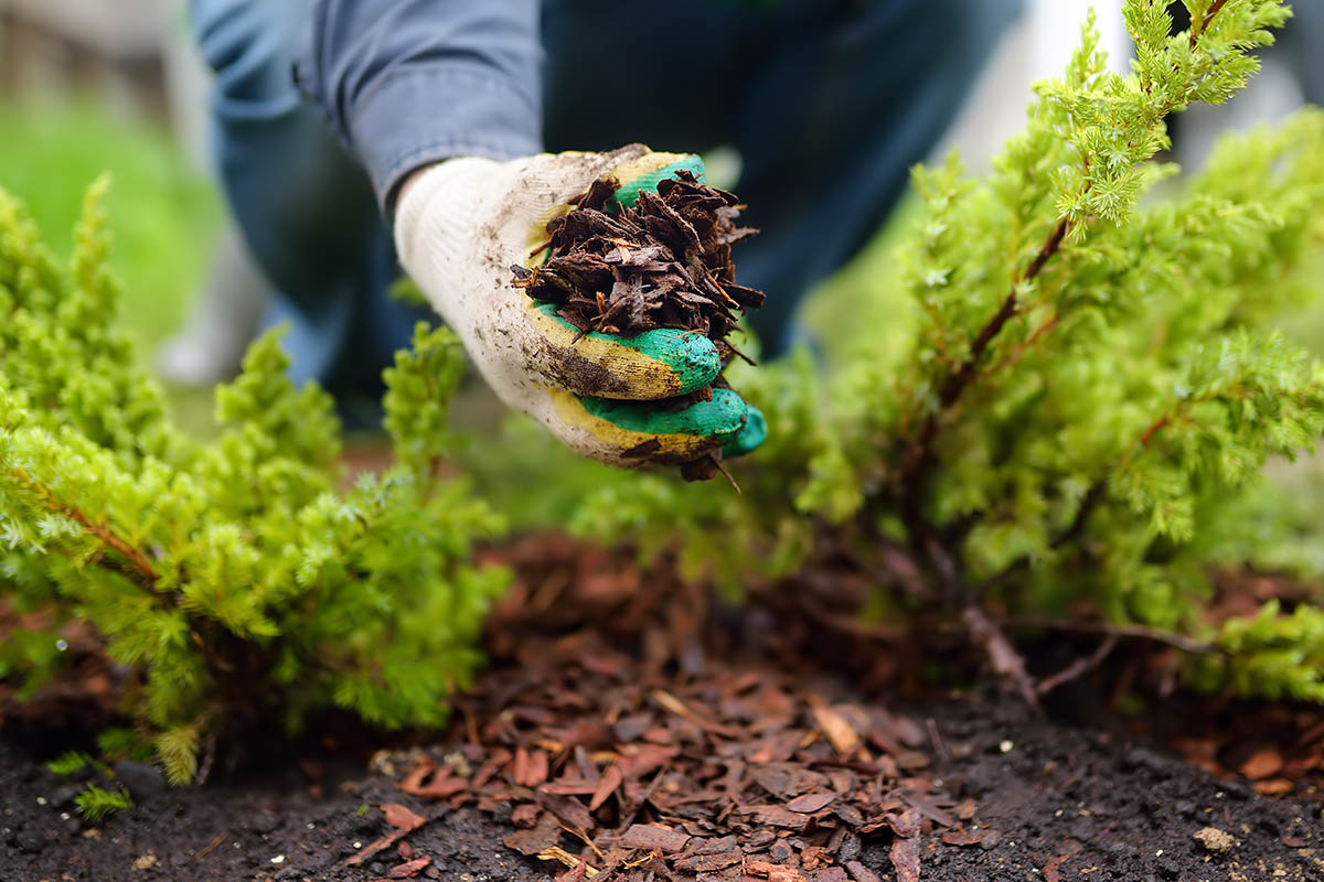 Denken Sie in jedem Fall daran, Ihr Gemüsebeet vor dem Mulchen ordentlich zu düngen!