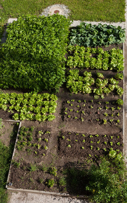 Gemüsebeete Draufsicht