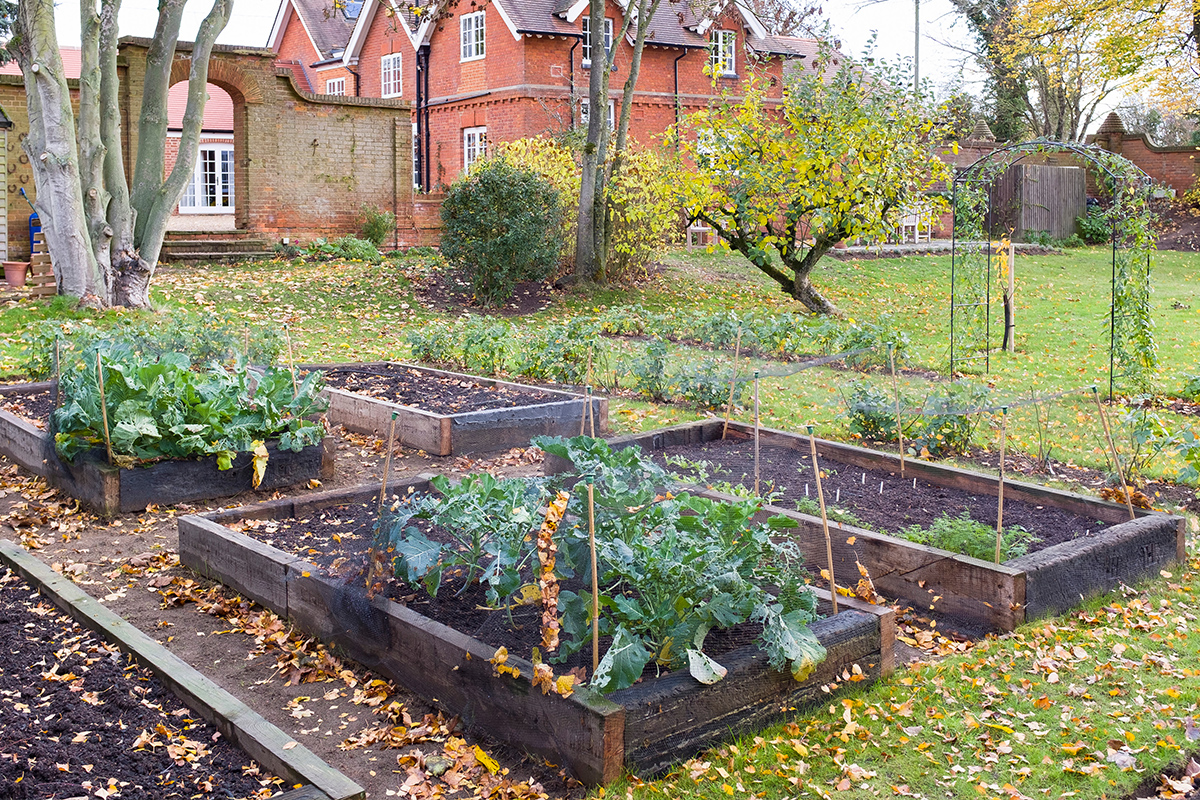 Gemüsebeete Herbst
