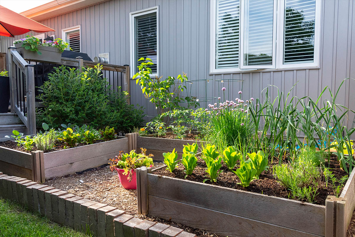 Es ist eine gute Idee, Gemüse in Hochbeeten anzubauen. Diese sind nicht nur am besten für den Rücken, sondern helfen Wasser mühelos ablaufen zu lassen.