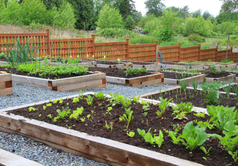 Gemüsegarten-Hochbeete-Zaun