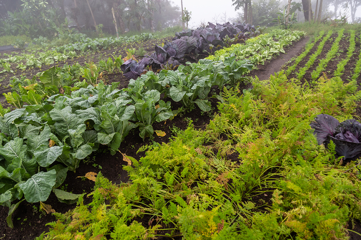 Beispiel für einen Gemüsegarten mit vielen Gemüsebeeten und Wasserauflaufrinnen.