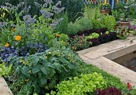 Gemüsegarten-Pflanzen