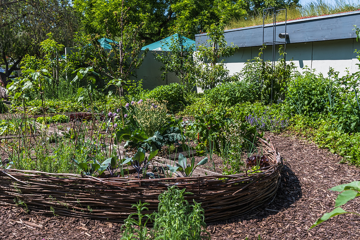 Beispiel für ein großes Gemüsebeet in ovaler Form mit selbstgemachten Weidenzaun.