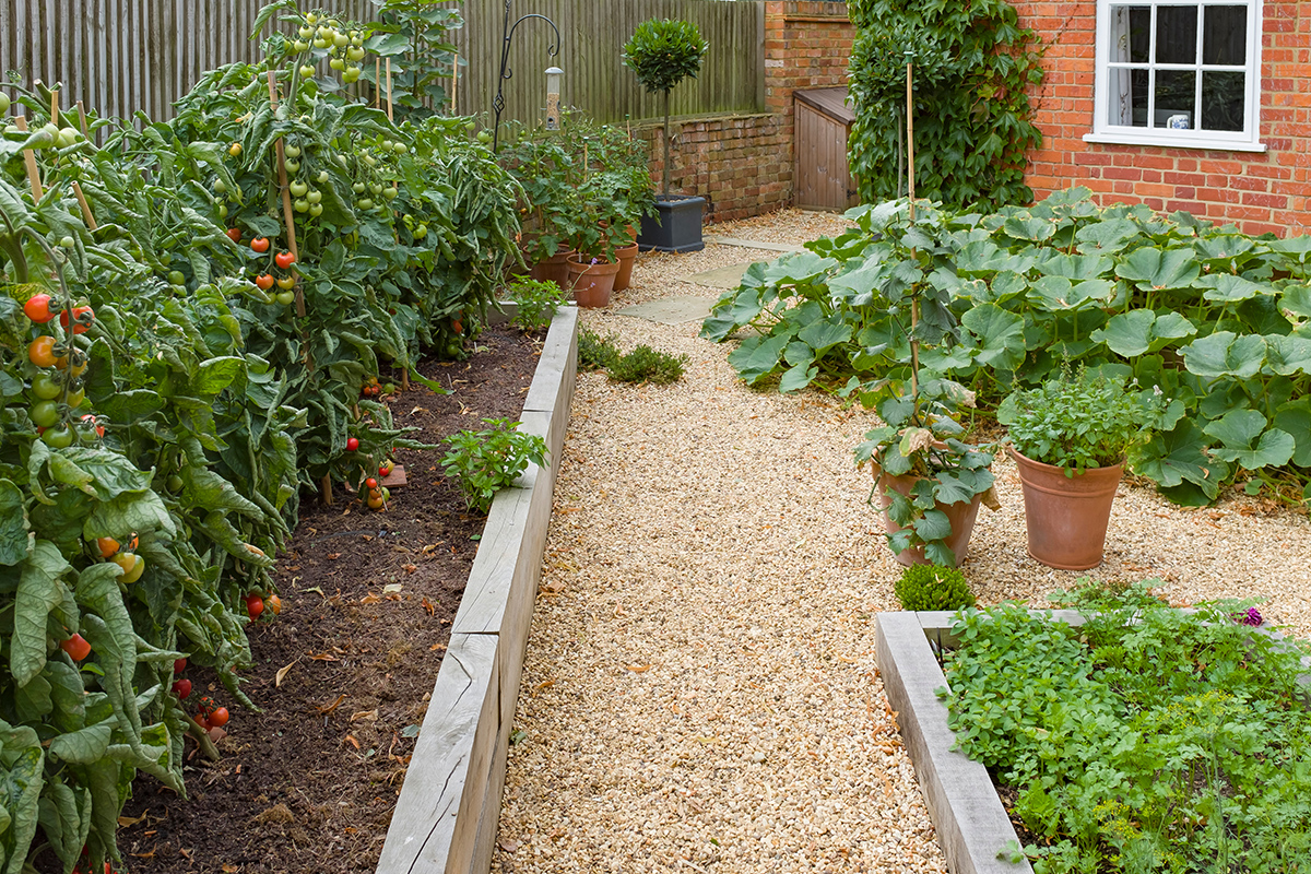 Kleiner Gemüsegarten im Innenhof mit Tomatenbeeten.