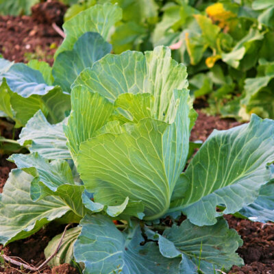 gemuesebeet_kohlkopf_kohl