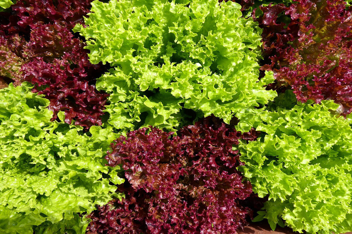 Gemüsebeet Salat