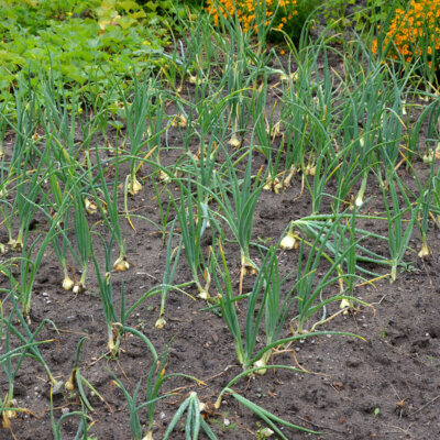 gemuesebeet_zwiebeln