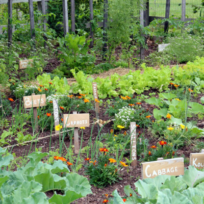 gemuesebeete_vielfalt_Depositphotos_12648238_xl-2015