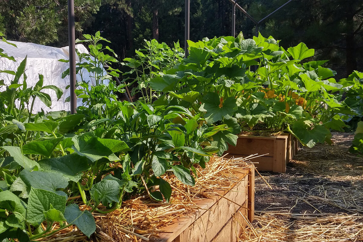 Beete im Gemüsegarten