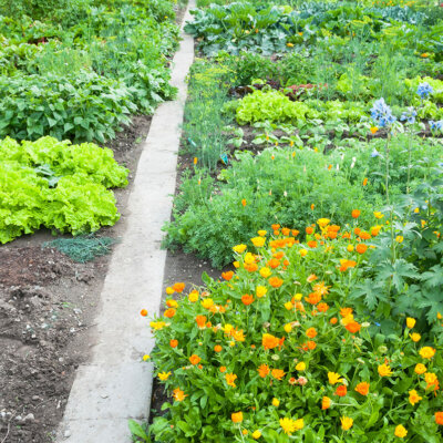 gemuesegarten_ringelblumen_Depositphotos_319228088_xl-2015