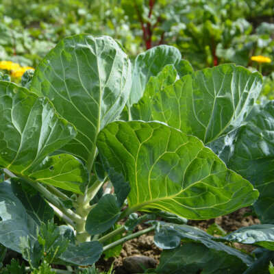 gemuesegarten_vielfalt