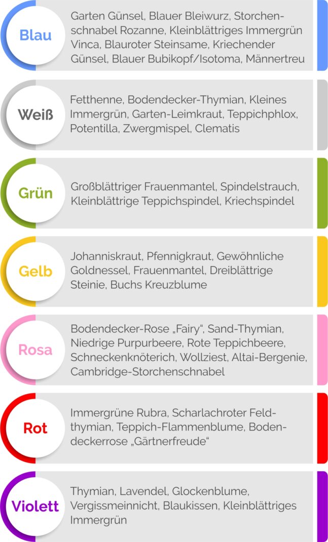 Bodendecker Blütenfarben Grafik