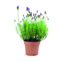 Lavendel