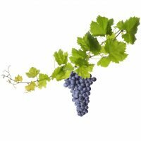 Weinreben