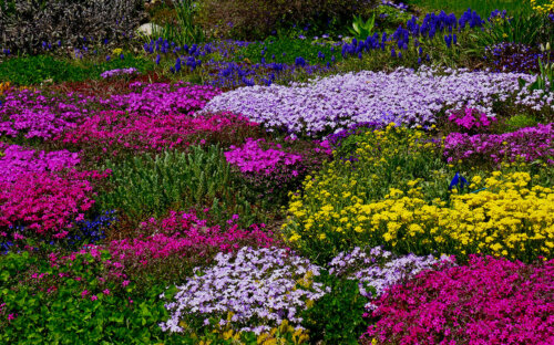 Bodendecker ▷ Die 50 schönsten & pflegeleichtesten Pflanzen