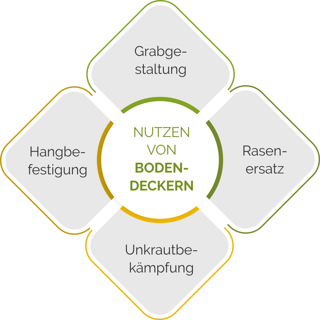 Nutzen & Einsatzmöglichkeiten von Bodendeckern