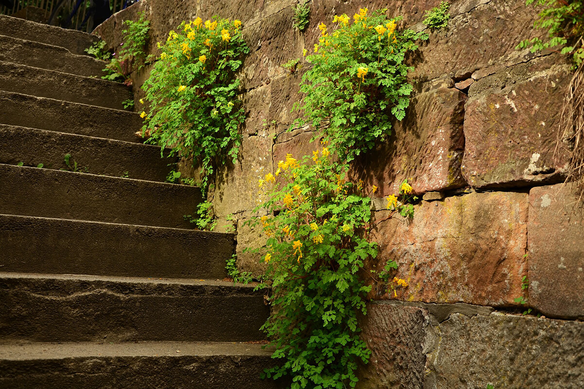Gartenmauer aus Naturstein mit Pflanzen bewachsen
