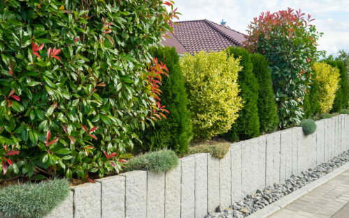 Top-20 Heckenpflanzen finden + Bildergalerie & Pflege-Tipps