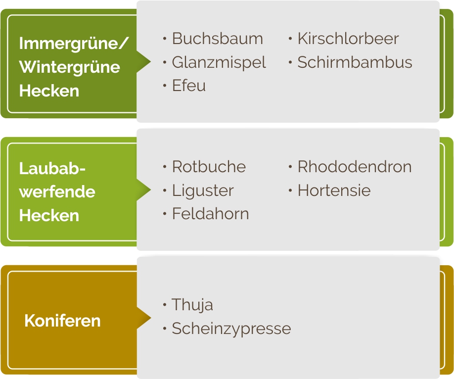 Immergrüne & laubabwerfende Heckenpflanzen