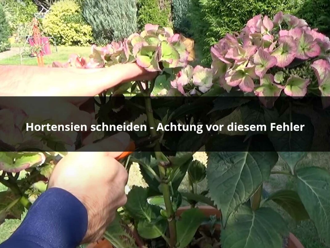 Hortensien pflanzen & pflegen – Arten & Farben im Überblick