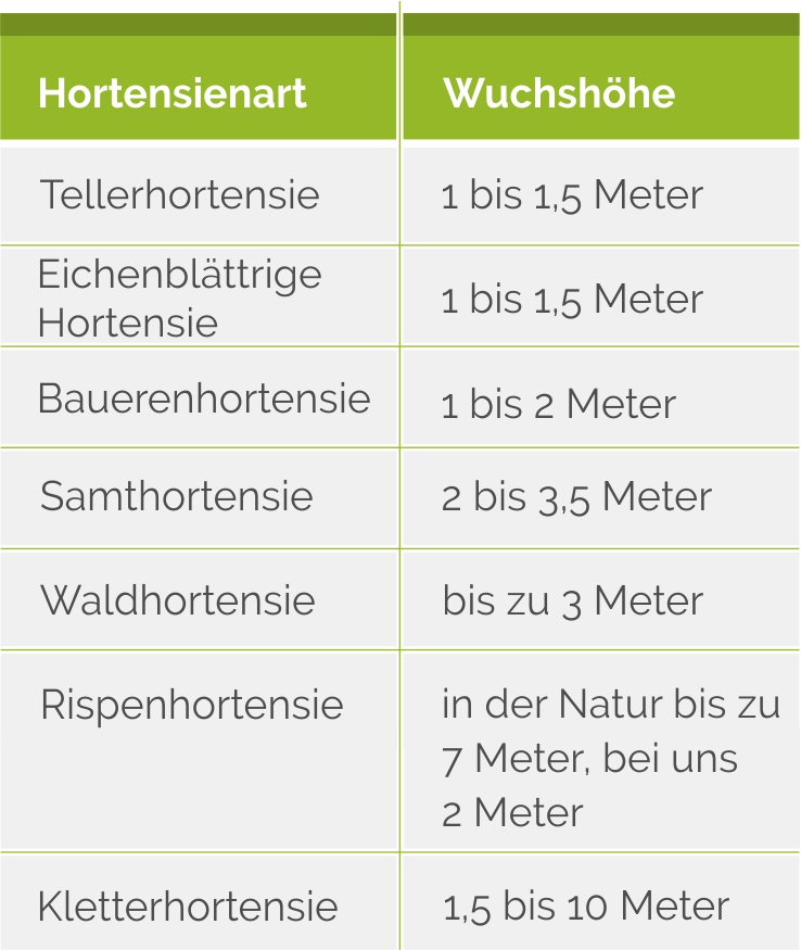 Hortensienarten nach Wuchshöhe im Überblick