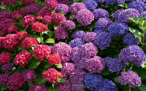 Hortensien pflanzen & pflegen – Arten & Farben im Überblick