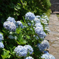 Hortensien am Gartenweg