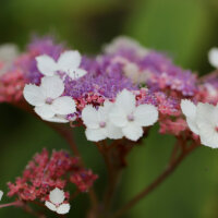 Hortensienblüte im Frühling