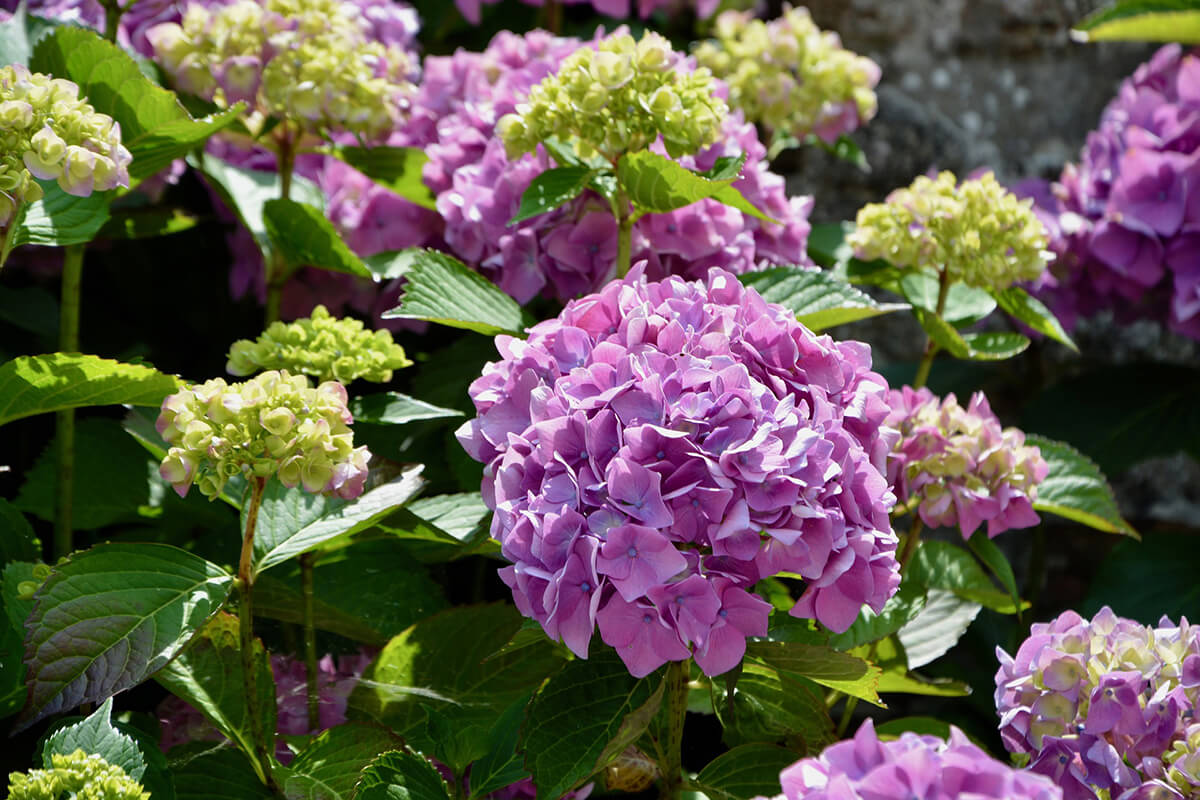 Hortensie in Lila