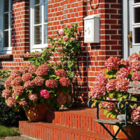 Hortensien im Kübel am Hauseingang