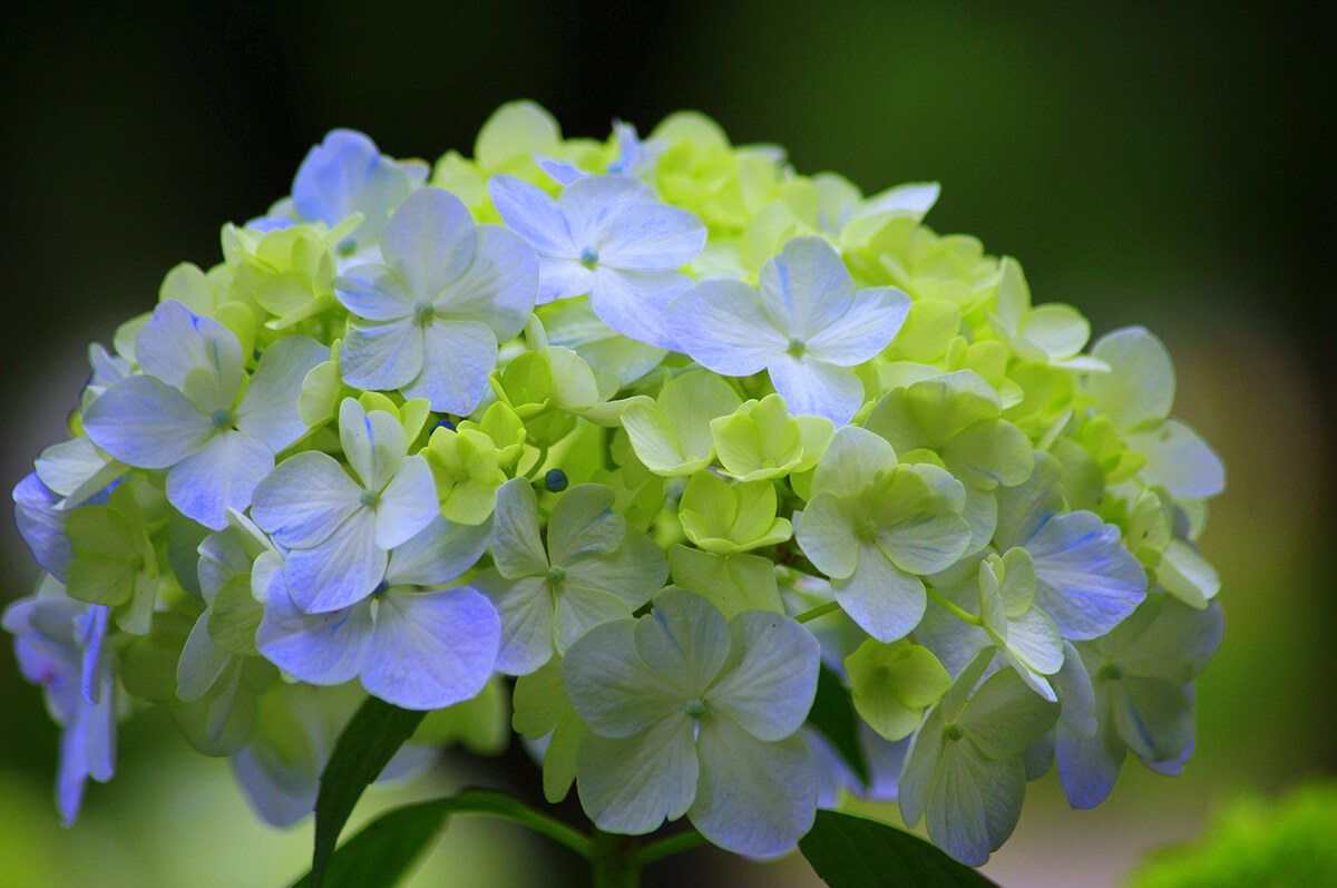 Hortensie in Grün und Blau