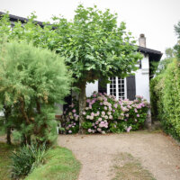 Hortensien am Hauseingang