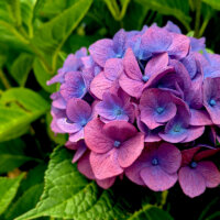 Hortensie in kräftigem Blau und Lila