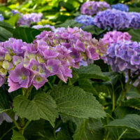 Hortensien in verschiedenen Nuancen von Blau und Lila