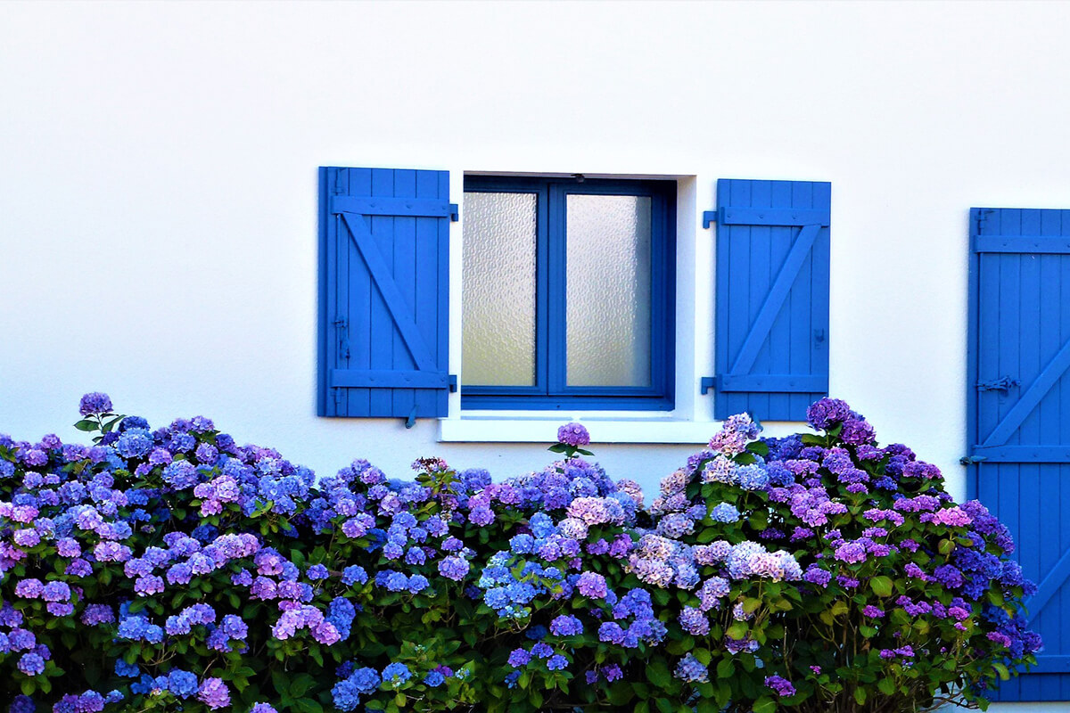Blaue Hortensien an der Hauswand