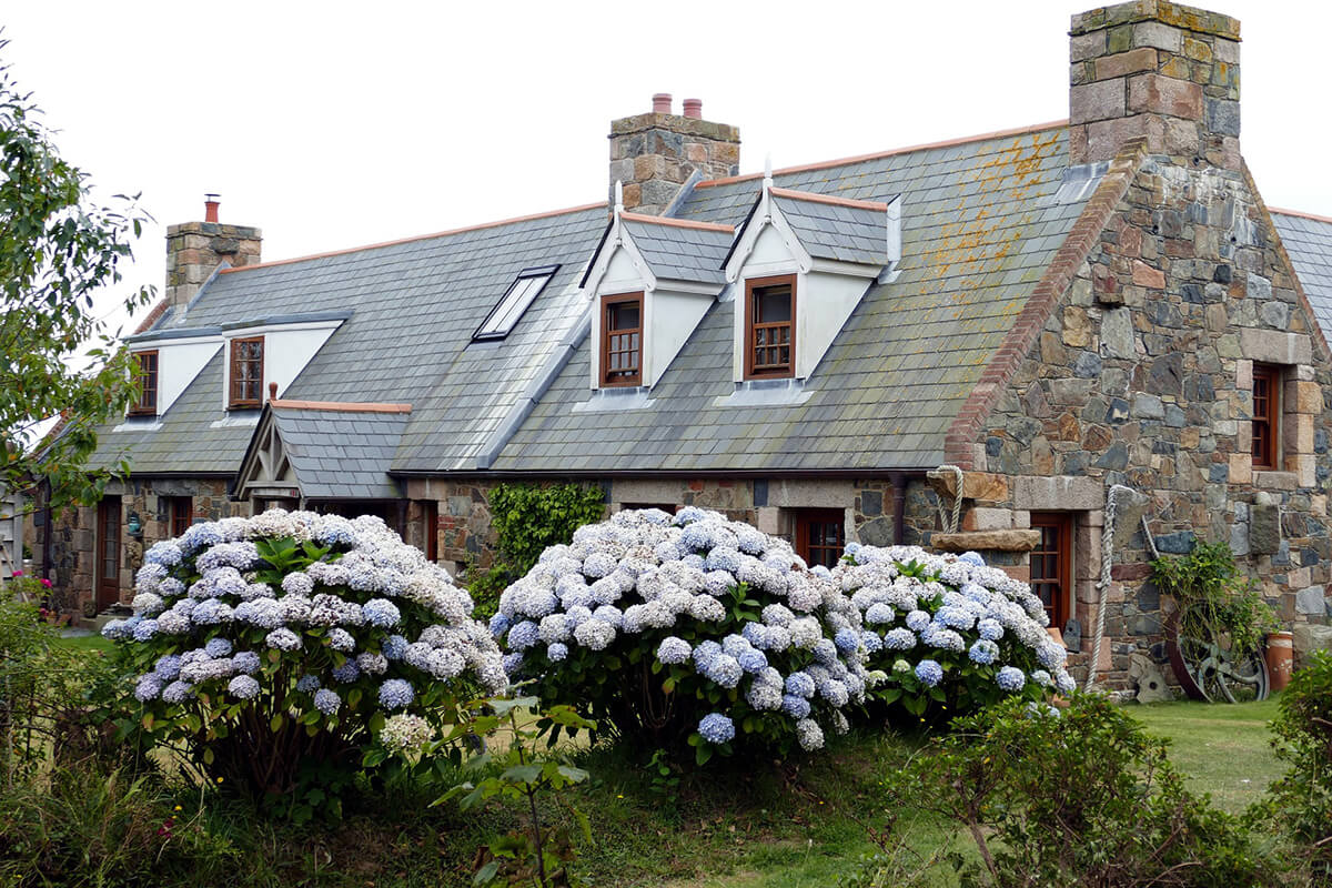 Hortensienbüsche im Garten
