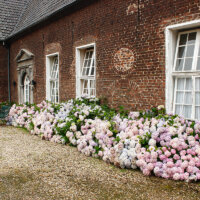 Üppig blühende Hortensien an der Hauswand