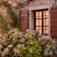 Hortensiensträucher im romantischen Garten