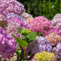 Mehrfarbige Hortensie