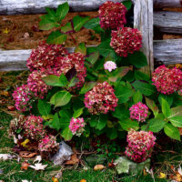 Hortensie in Dunkelrot im Herbst