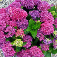 Hortensie im Kiesbeet
